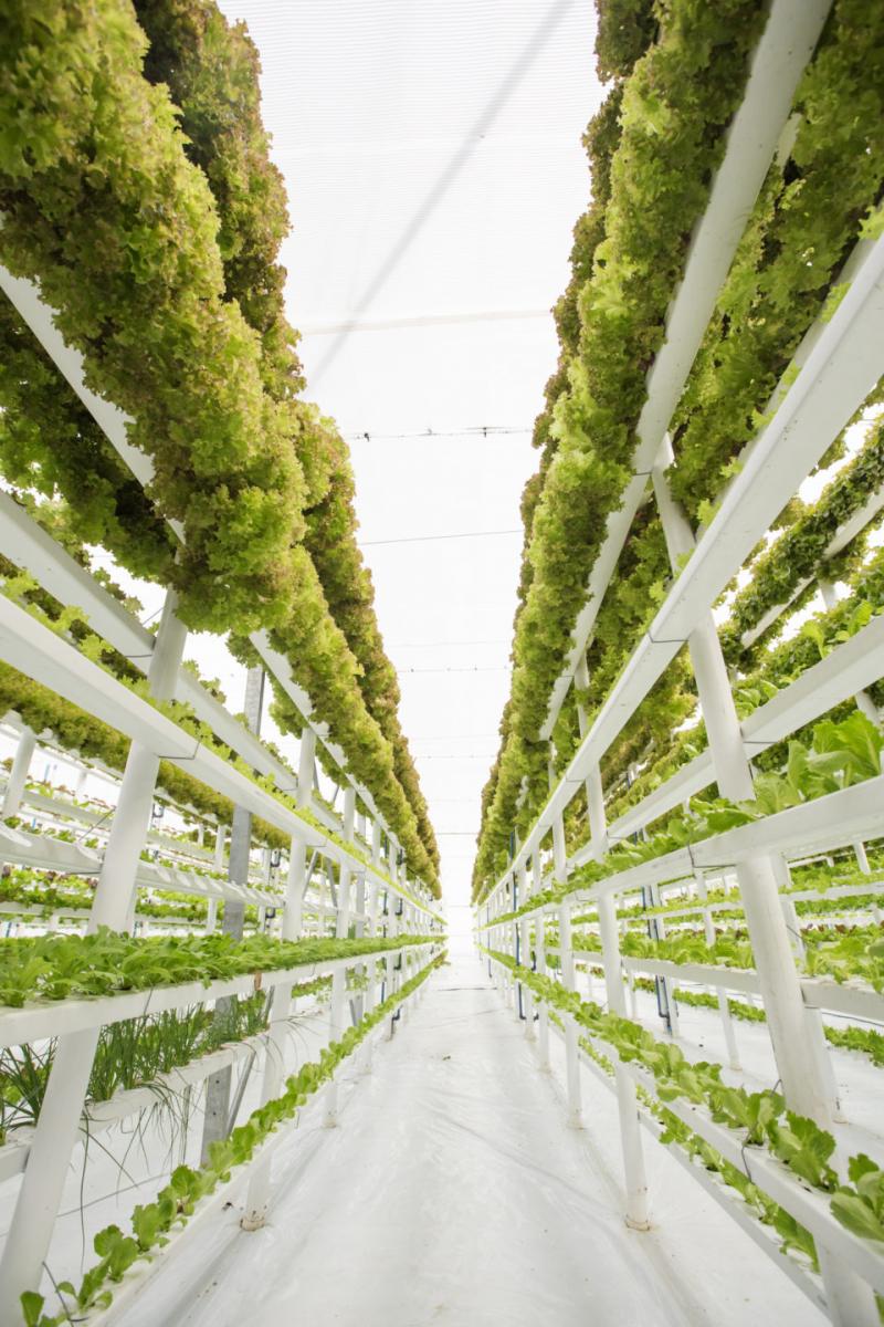 Asia Pacific Vertical Farming Market
