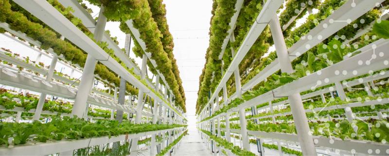 Vertical Farming Market 2025