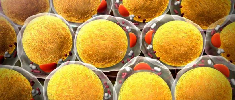 3D Cell Culture