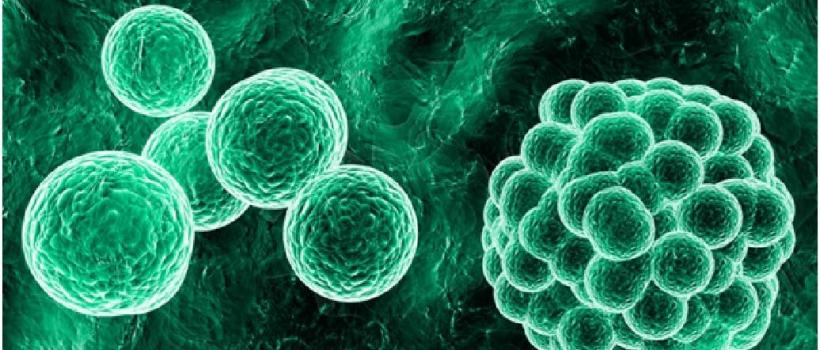 3D Cell Culture