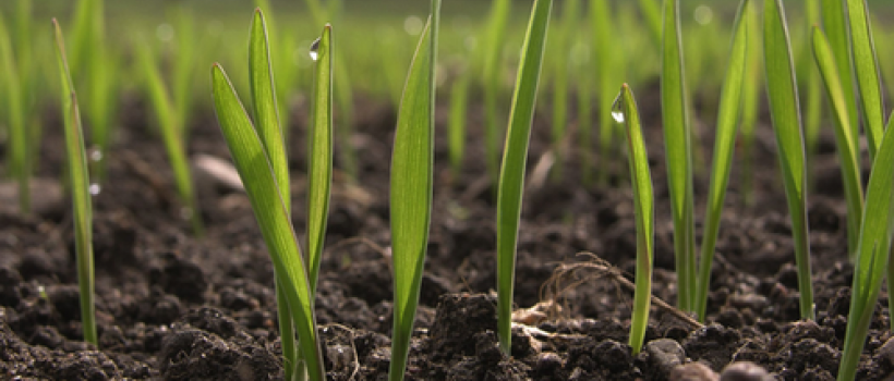 Agricultural Biologicals Market