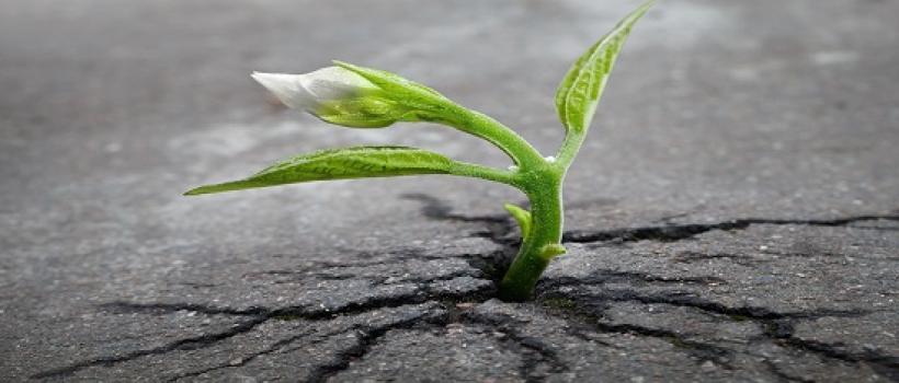 Agricultural Biostimulants