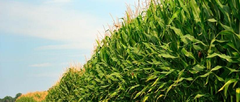 Agricultural Biostimulants, Agricultural Biostimulants Market, Agricultural Biostimulants Market Growth