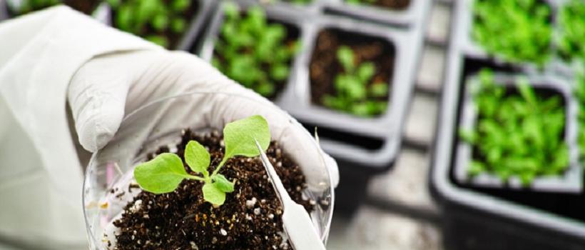 Agricultural Biotechnology, Agricultural Biotechnology Market, Agricultural Biotechnology Market Growth