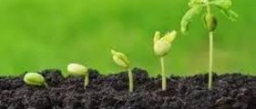 Agricultural Chelates Market 2024