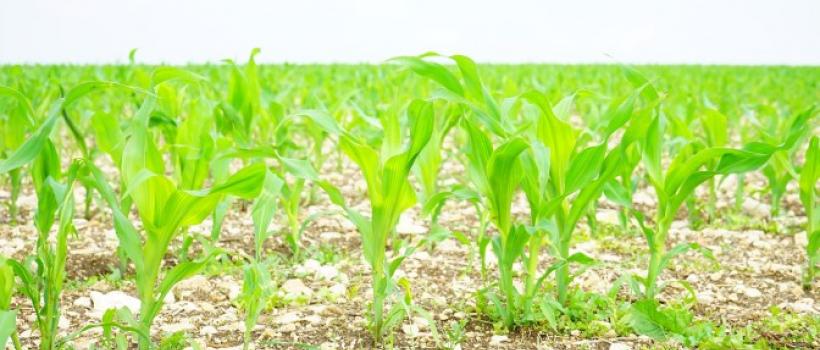 Agricultural Crop Insurance