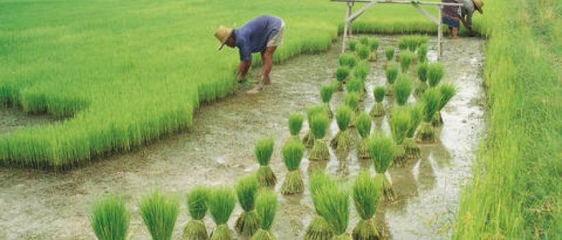 Agricultural Enzymes Market