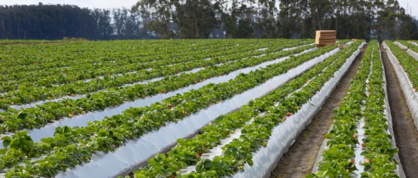 Agricultural Films