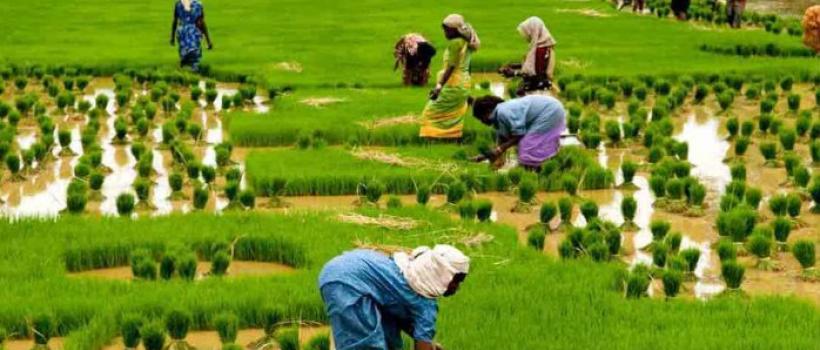 Agricultural Fumigants 