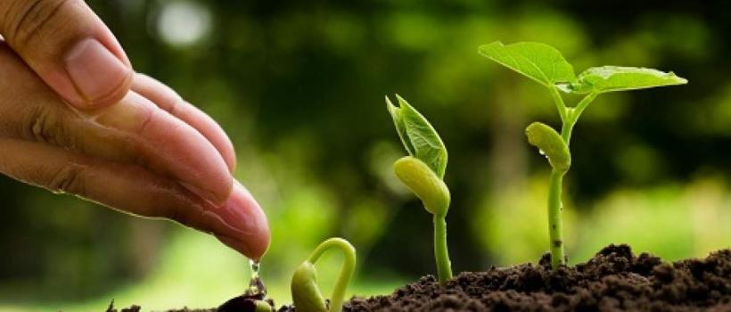 Agricultural Micronutrients Market