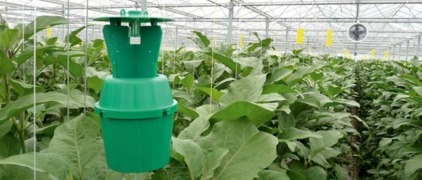 Agricultural Pheromones Market