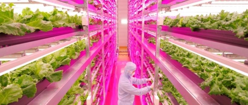Agricultural Plant Growth LED Lights Market 