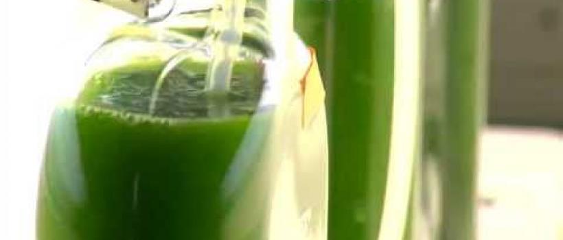 Algae Fuel 
