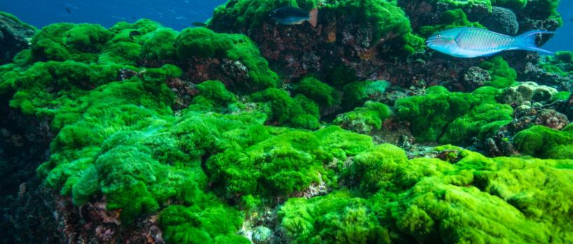 Algae Market