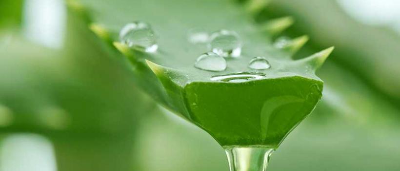Aloe Vera Industry