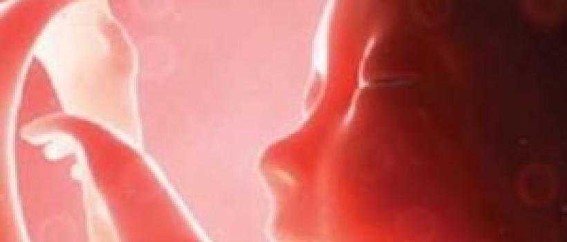 Amniotic Membrane Market