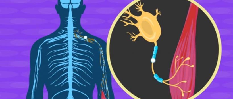 Amyotrophic Lateral Sclerosis (ALS) Treatment Market