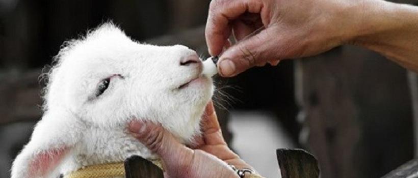 Animal Antibiotics and Antimicrobials Market Size 