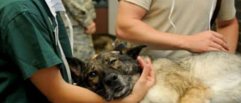 Animal Auto-Immune Disease Diagnostics Market