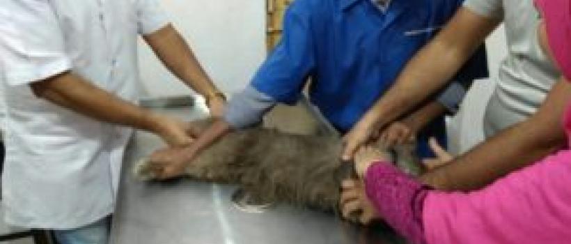 Animal Doctor in Mira Bhayandar