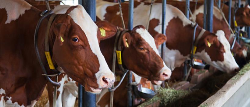 Animal Growth Promoter, Animal Growth Promoter Market, Animal Growth Promoter Market Growth