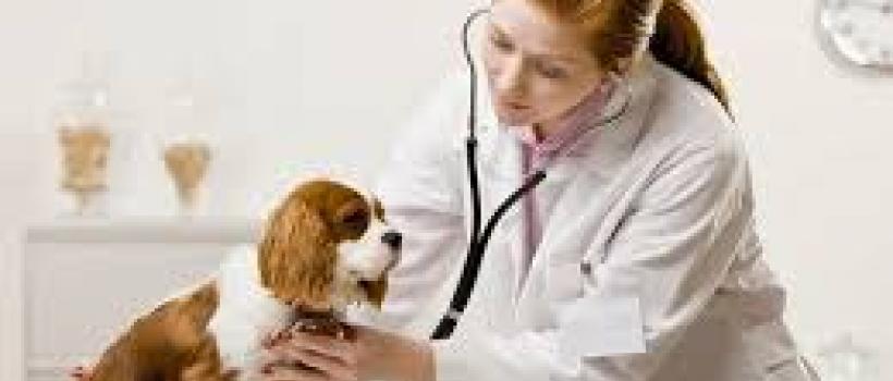 Animal Parasiticides