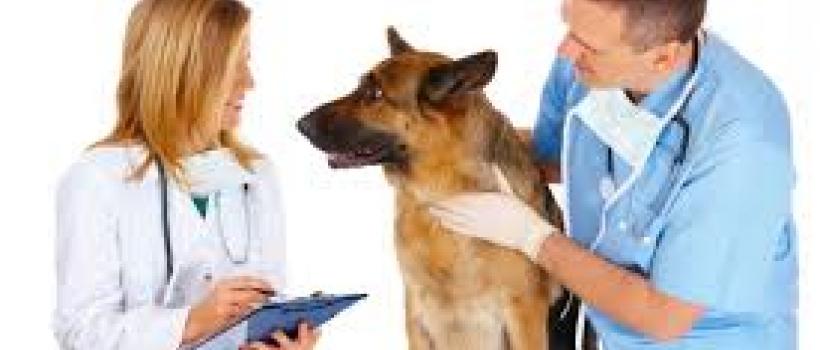  Animal Stem Cell Therapy