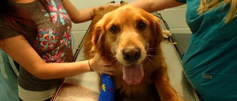 Animal Stem Cell Therapy Market