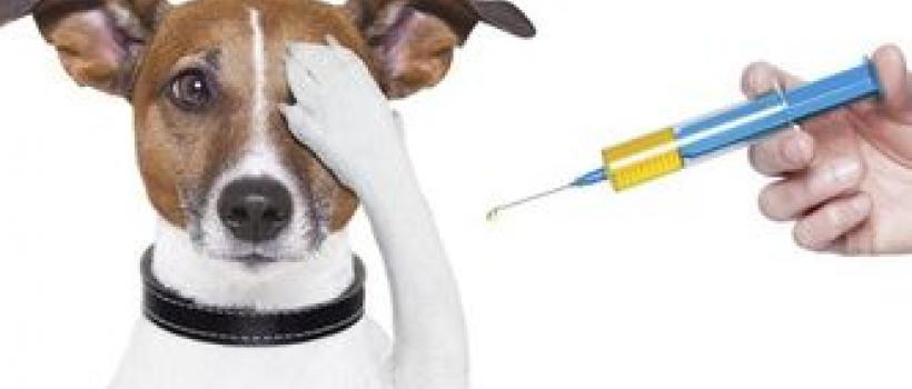 Animal Vaccines Market