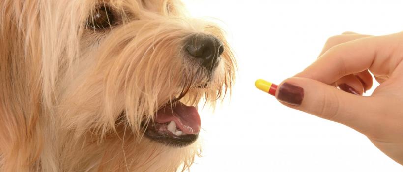Animal Parasiticides Market