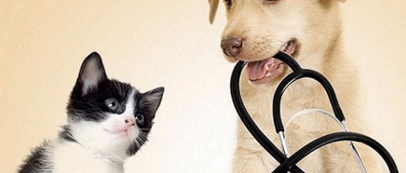 Animal Health Market
