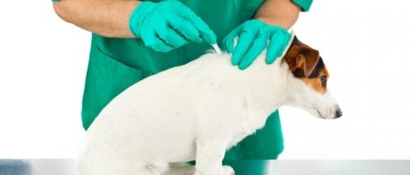 Europe Companion Animal Health Care