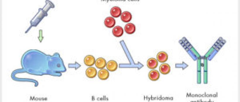 Antibody Production Market