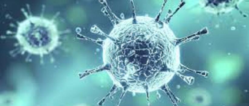 Antibody Services