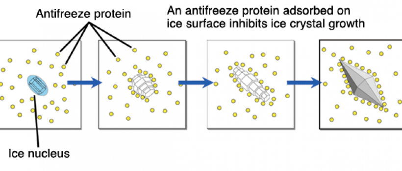 Antifreeze Proteins