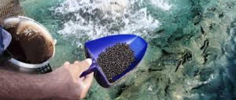 Aquaculture Feed