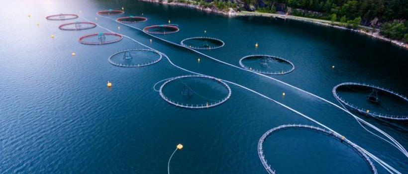 Aquaculture Market