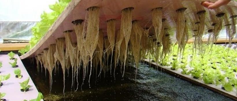 Aquaponics system