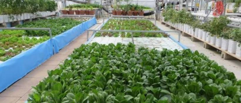 Aquaponics