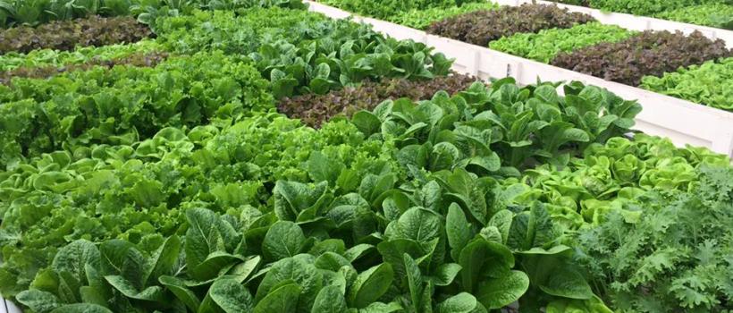 Aquaponics Market
