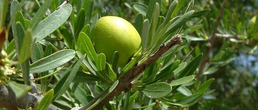 Argan Oil Market- Fact.MR