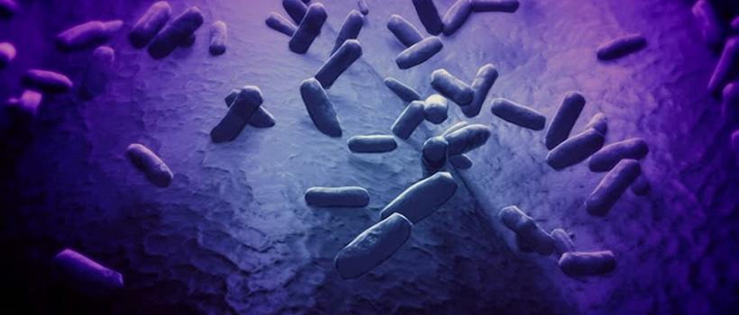 Bacillus Coagulans Market