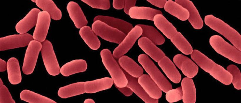 Bacillus Subtilis