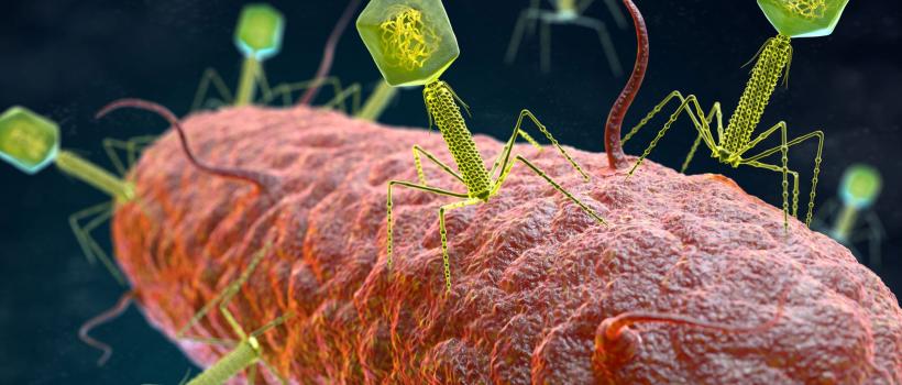 Bacteriophage Therapy Market