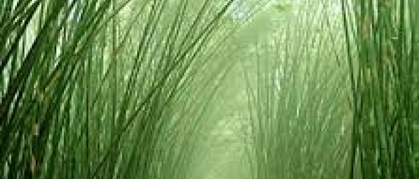 Bamboo Fibers