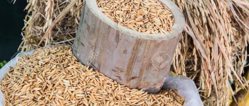  Bamboo Rice,  Bamboo Rice Market,  Bamboo Rice Market Growth