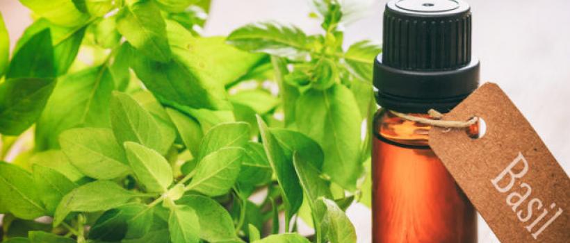  Basil essential oil Industry