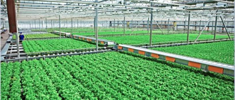 Bio Polypropylene, Bio Polypropylene Market, Bio Polypropylene Market Growth