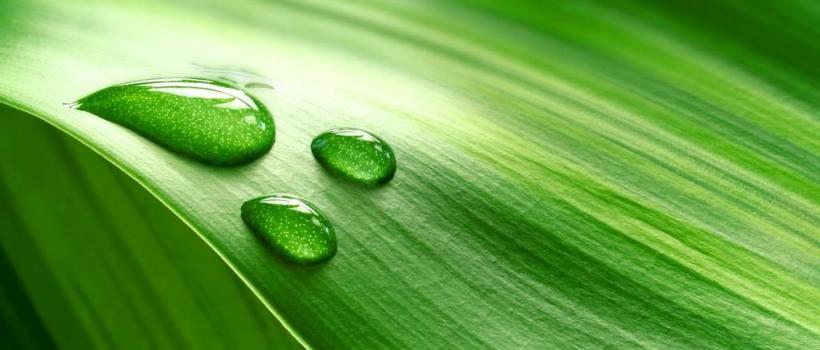 Bio-Based Resins, Bio-Based Resins Market, Bio-Based Resins Market Growth