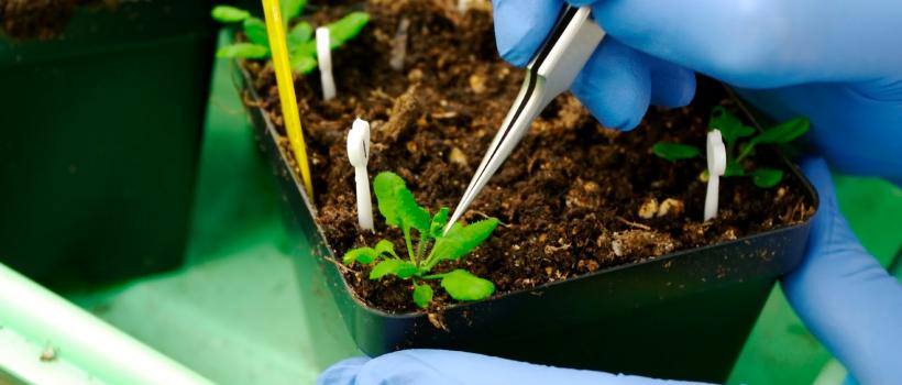 Bio-Herbicides